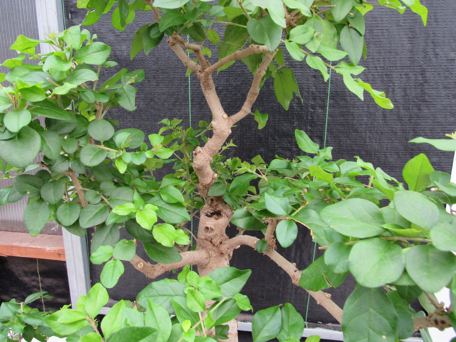 45 Year Old Flowering Ligustrum Specimen Curved Trunk Bonsai Tree Crown