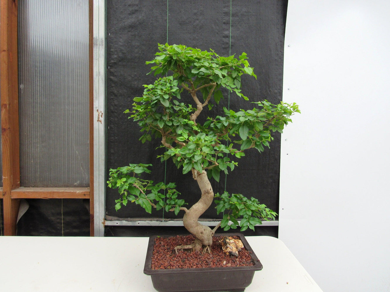 45 Year Old Flowering Ligustrum Specimen Curved Trunk Bonsai Tree