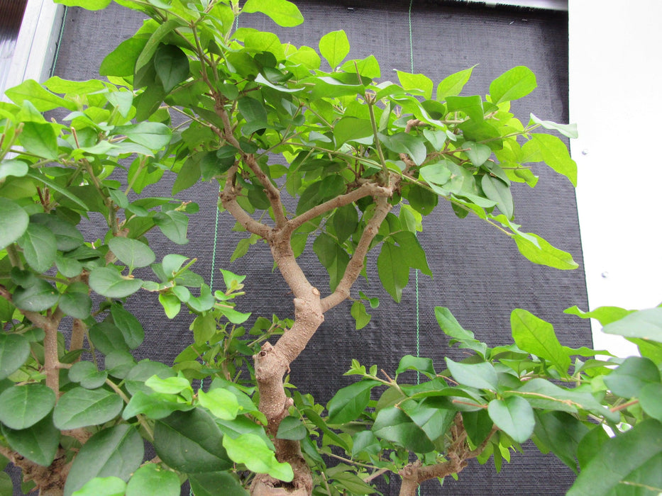 45 Year Old Flowering Ligustrum Specimen Curved Trunk Bonsai Tree Branches