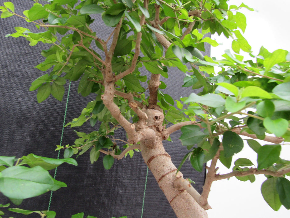 45 Year Old Flowering Ligustrum Specimen Curved Trunk Bonsai Tree Upward