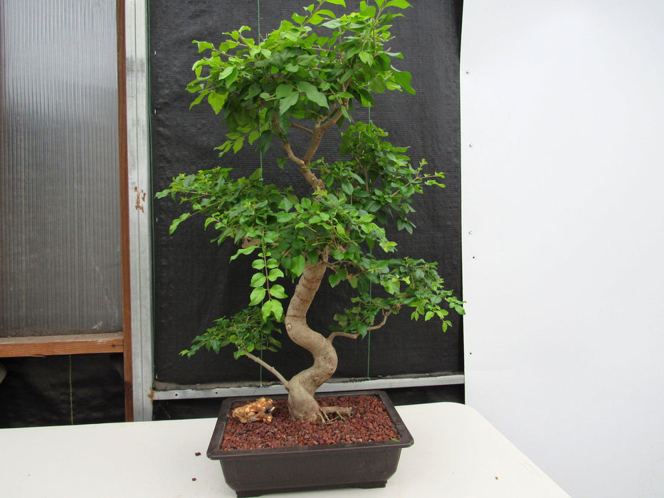 45 Year Old Flowering Ligustrum Specimen Curved Trunk Bonsai Tree