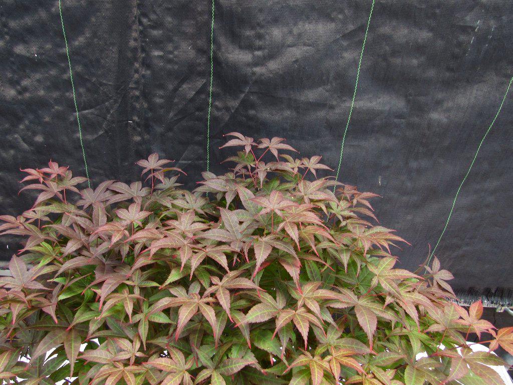 45 Year Old Rhode Island Red Japanese Maple Bonsai Tree Canopy
