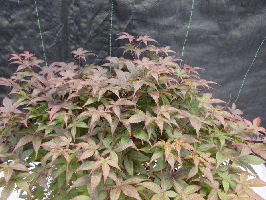 45 Year Old Rhode Island Red Japanese Maple Bonsai Tree Foliage