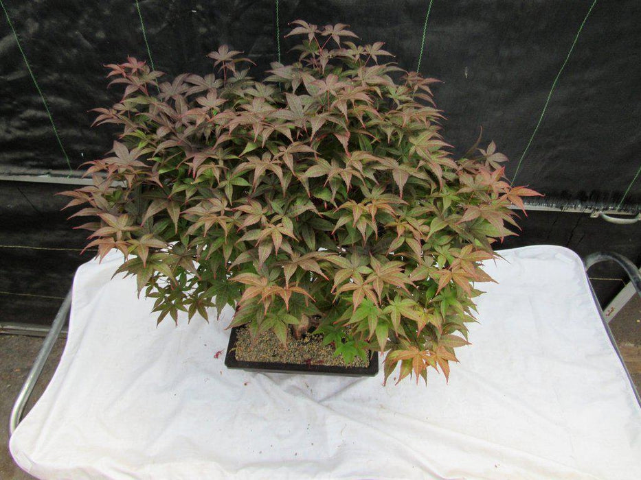 45 Year Old Rhode Island Red Japanese Maple Bonsai Tree Top