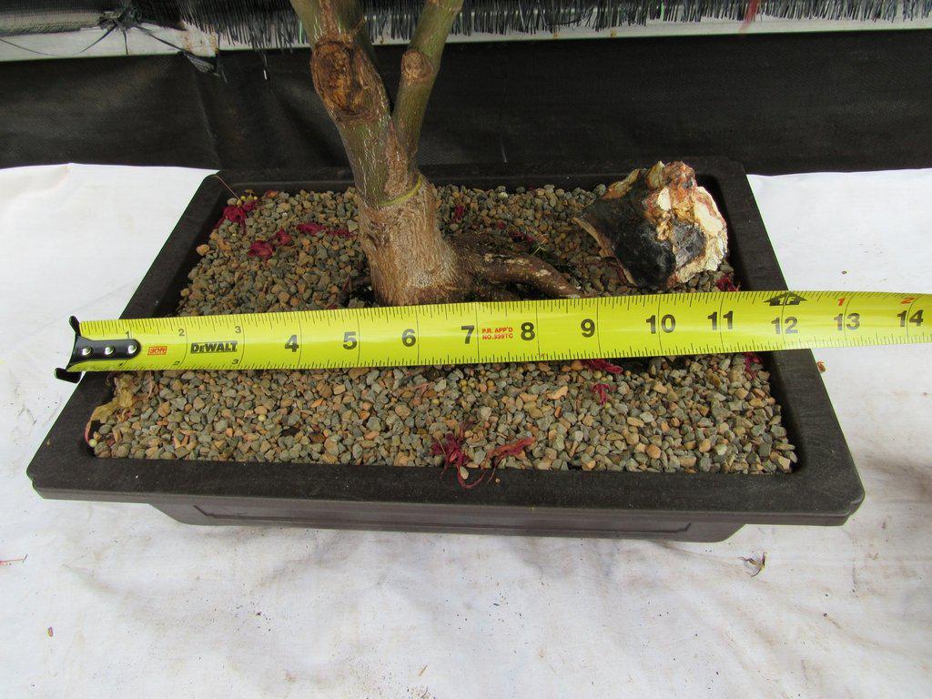45 Year Old Rhode Island Red Japanese Maple Bonsai Tree Width