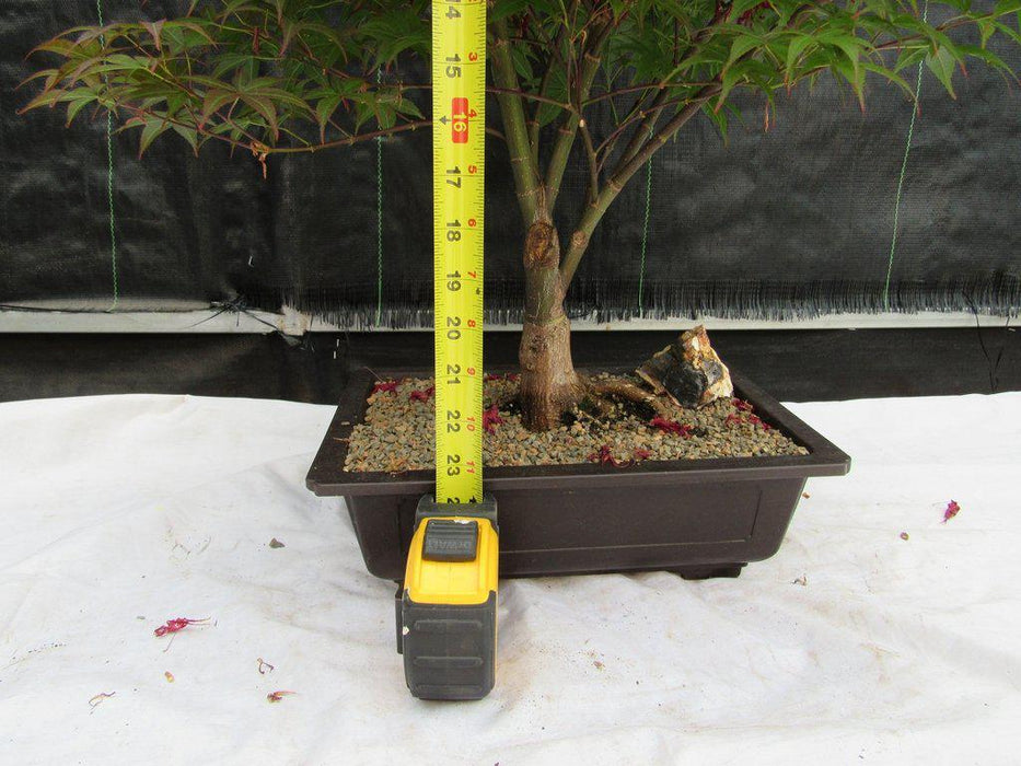 45 Year Old Rhode Island Red Japanese Maple Bonsai Tree Height