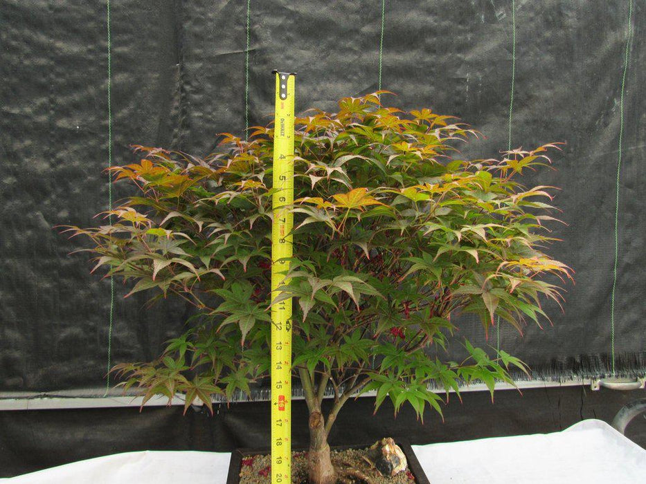 45 Year Old Rhode Island Red Japanese Maple Bonsai Tree Tall