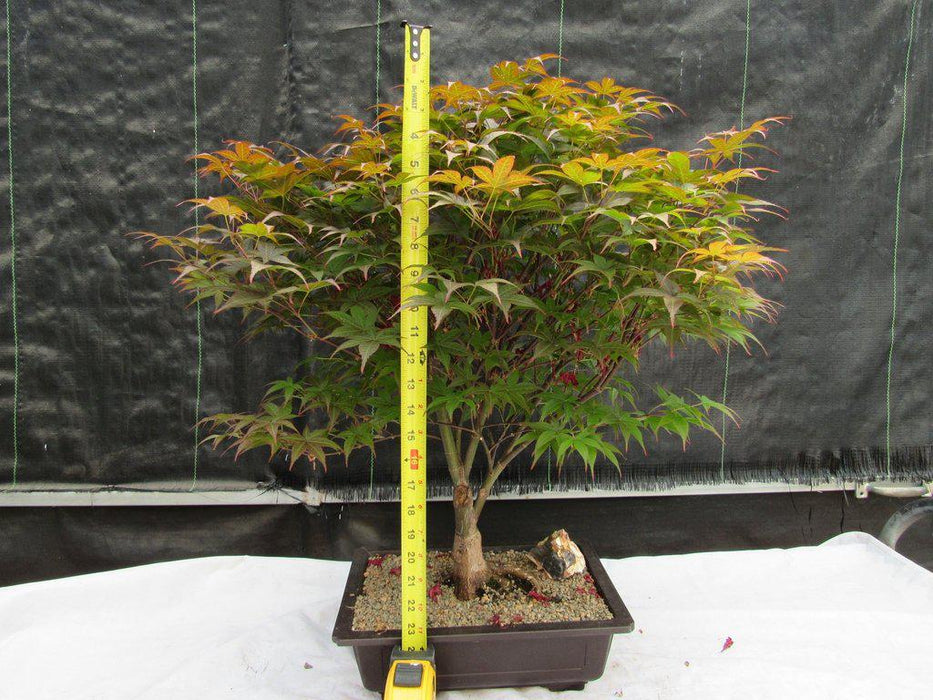 45 Year Old Rhode Island Red Japanese Maple Bonsai Tree Size