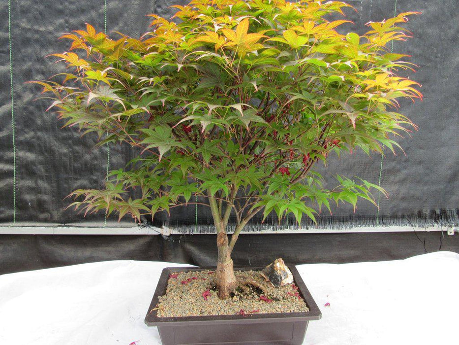 45 Year Old Rhode Island Red Japanese Maple Bonsai Tree Profile