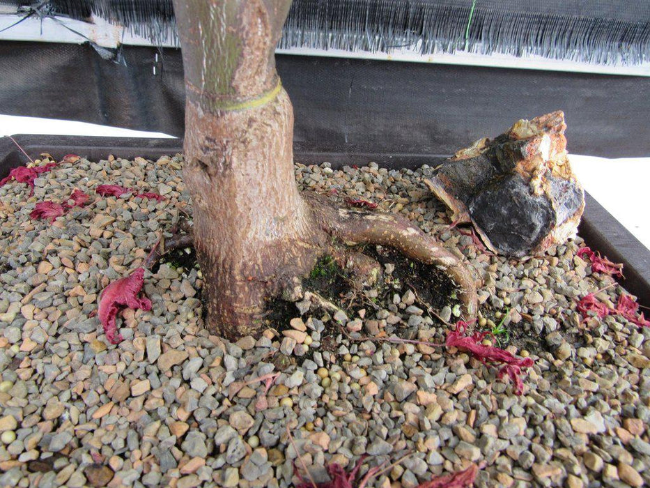 45 Year Old Rhode Island Red Japanese Maple Bonsai Tree Roots