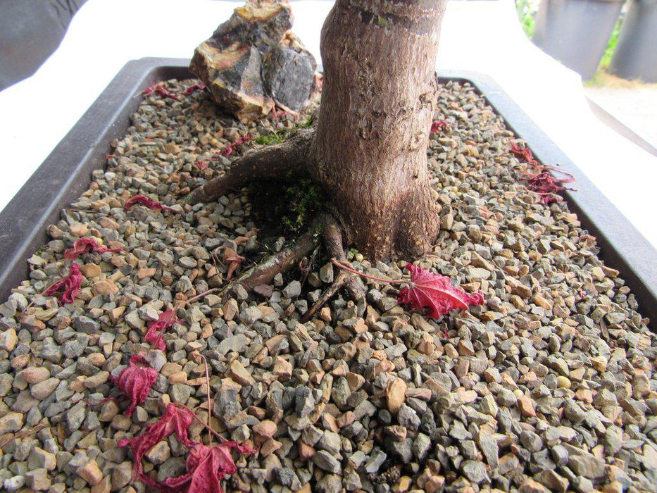 45 Year Old Rhode Island Red Japanese Maple Bonsai Tree Back Roots