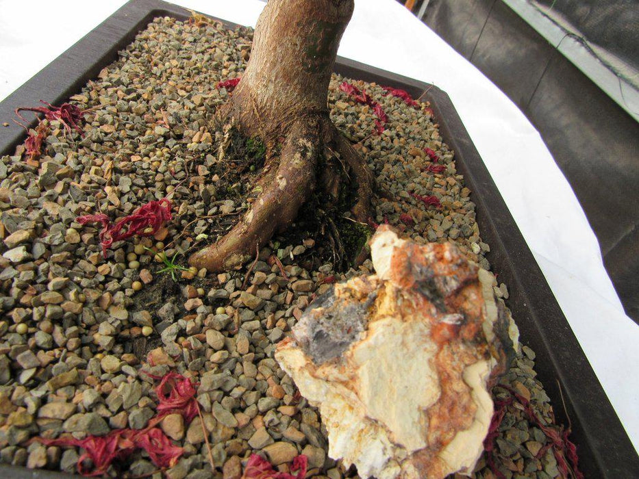 45 Year Old Rhode Island Red Japanese Maple Bonsai Tree Soil