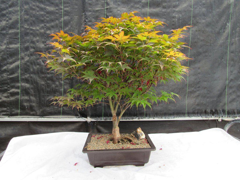 bonsai tree ri 45 Year Old Rhode Island Red Japanese Maple Bonsai Tree