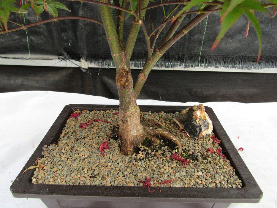 45 Year Old Rhode Island Red Japanese Maple Bonsai Tree Trunk