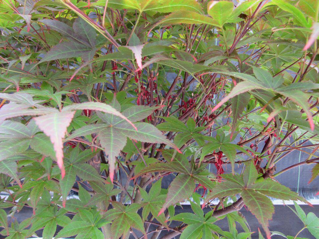 45 Year Old Rhode Island Red Japanese Maple Bonsai Tree Leaves