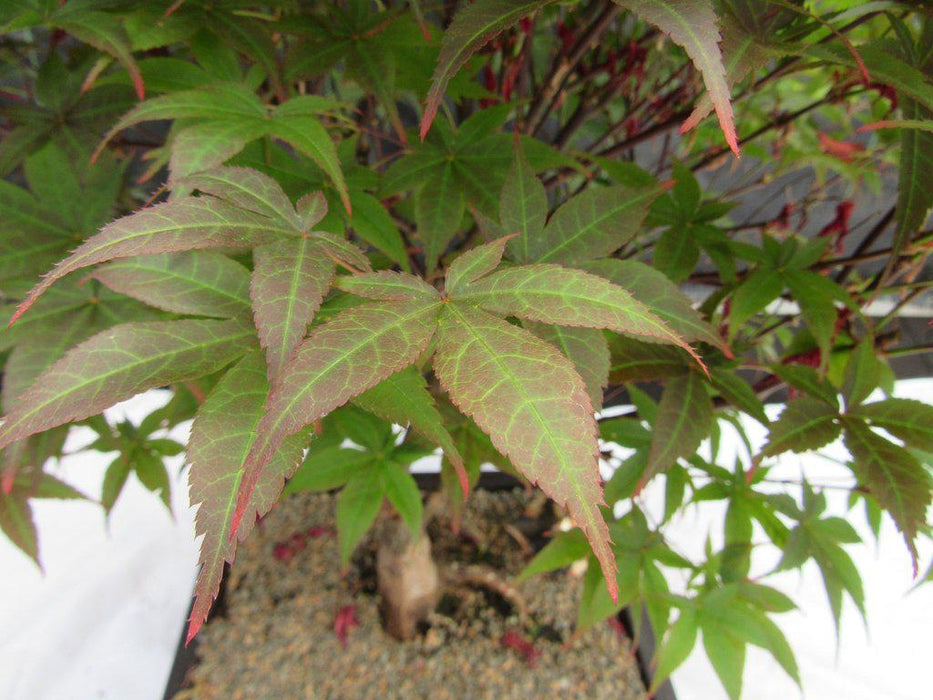 45 Year Old Rhode Island Red Japanese Maple Bonsai Tree Leaf