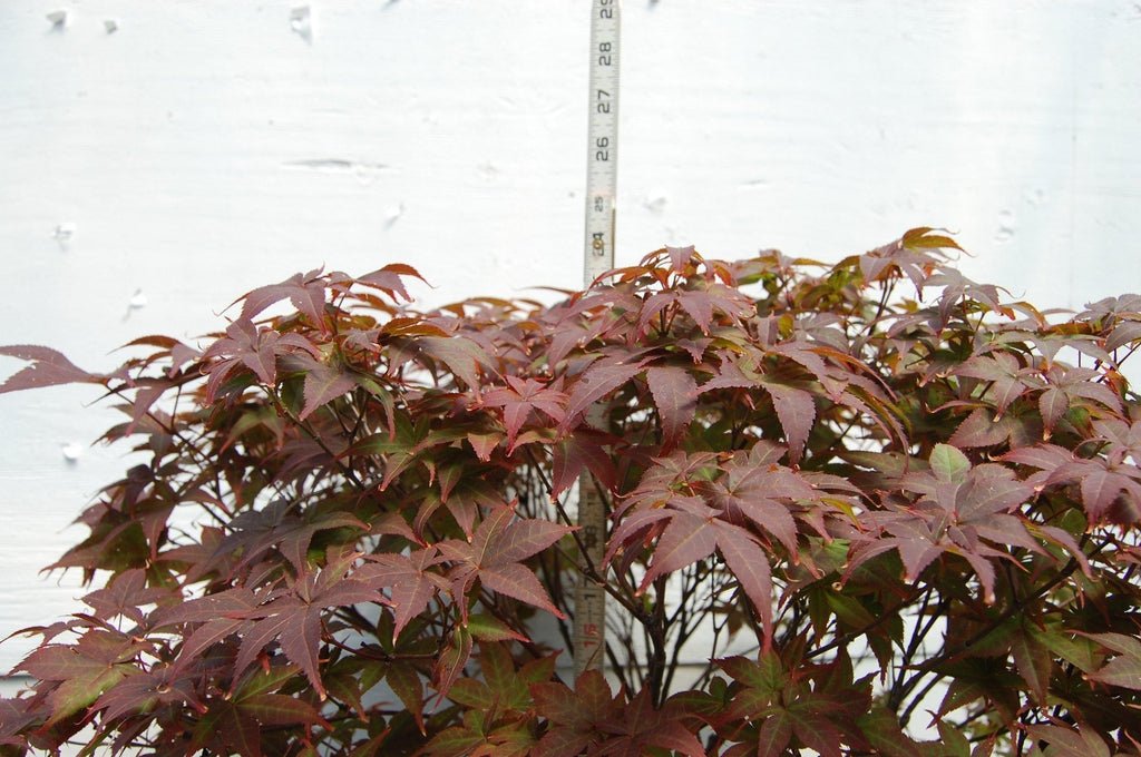 Rhode Island Red Japanese Maple One-Of-A-Kind Tree Height