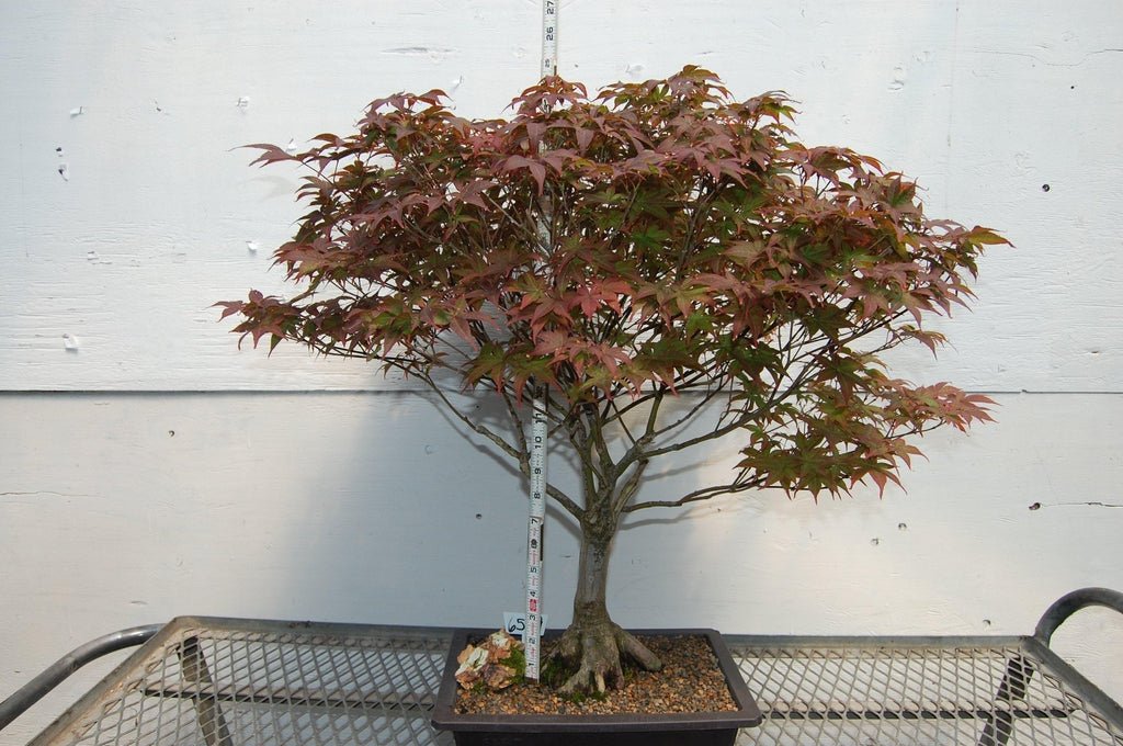 45 Year Old Rhode Island Red Japanese Maple Specimen Tree