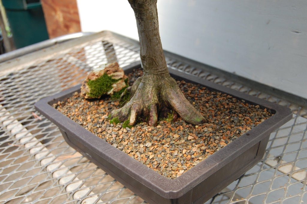 Rhode Island Red Japanese Maple Specimen Tree Roots