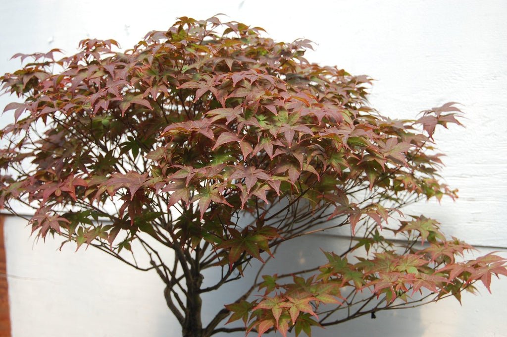 Rhode Island Red Japanese Maple Specimen Tree Leaves