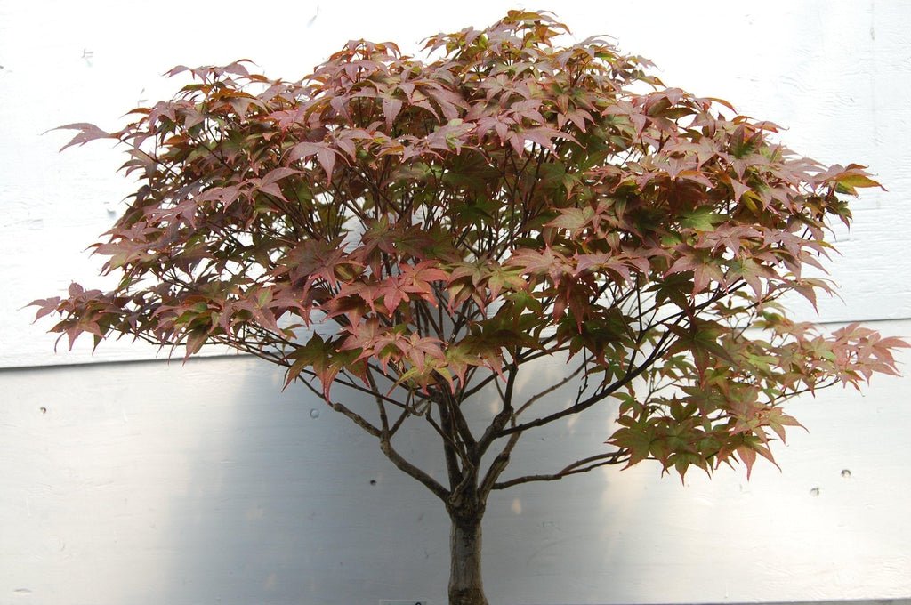 Rhode Island Red Japanese Maple One-Of-A-Kind Tree