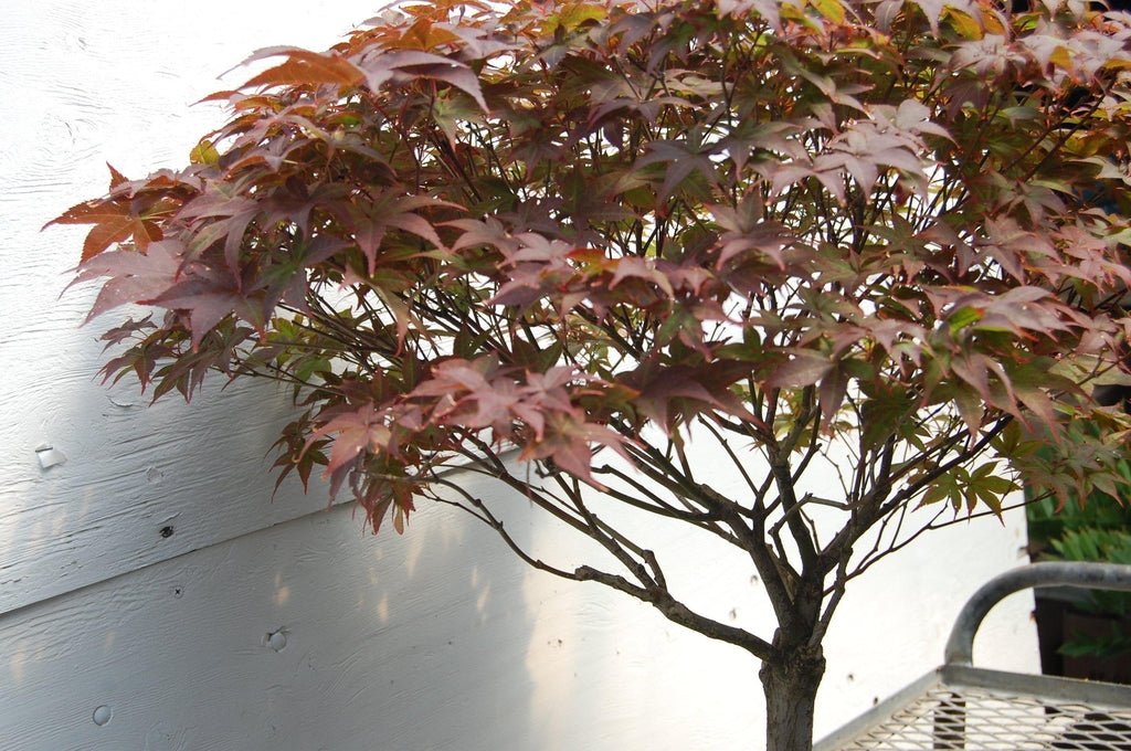 Rhode Island Red Japanese Maple One-Of-A-Kind Tree Leaves