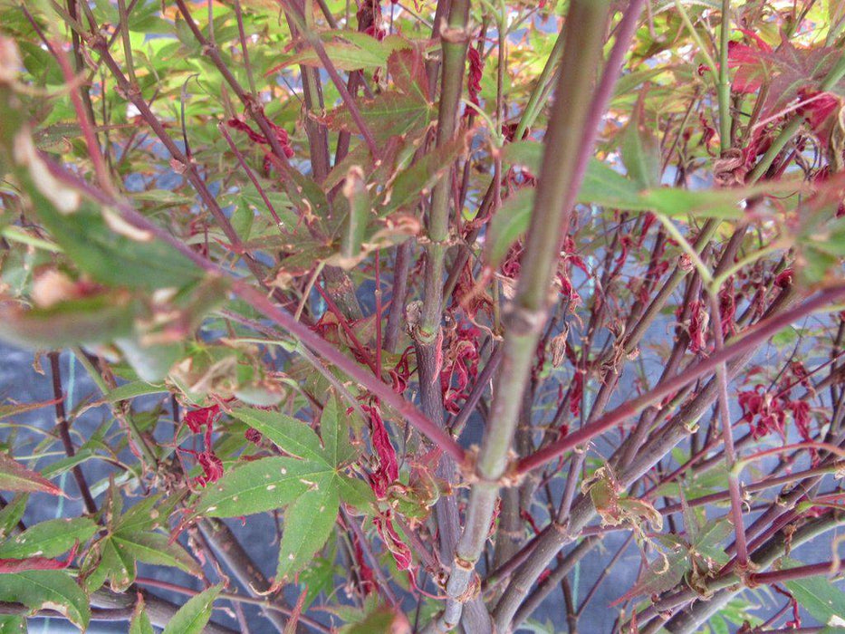 46 Year Old Rhode Island Red Japanese Maple Bonsai Tree Foliage