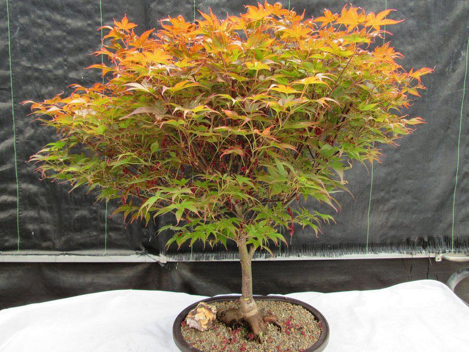 46 Year Old Rhode Island Red Japanese Maple Bonsai Tree Alt