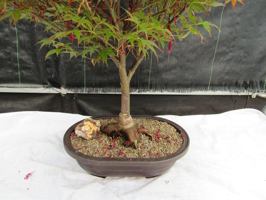 46 Year Old Rhode Island Red Japanese Maple Bonsai Tree Profile Back