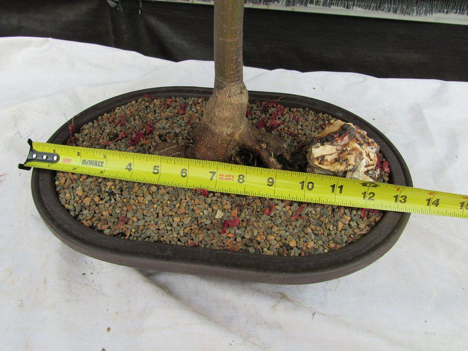 46 Year Old Rhode Island Red Japanese Maple Bonsai Tree Width