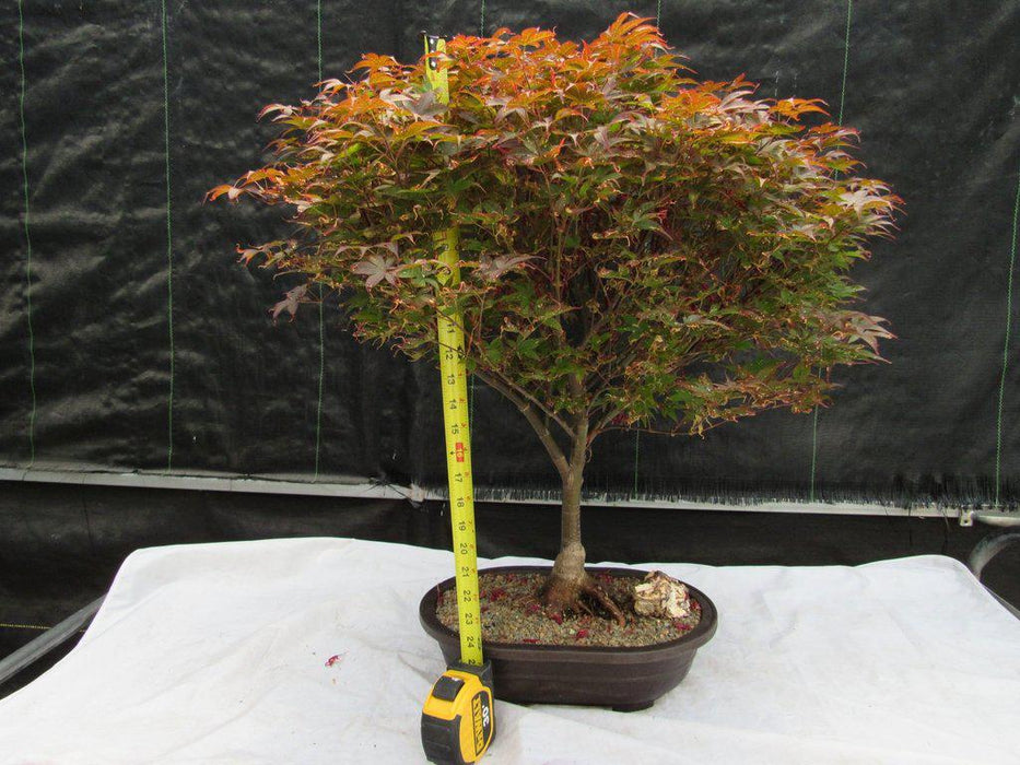46 Year Old Rhode Island Red Japanese Maple Bonsai Tree Size