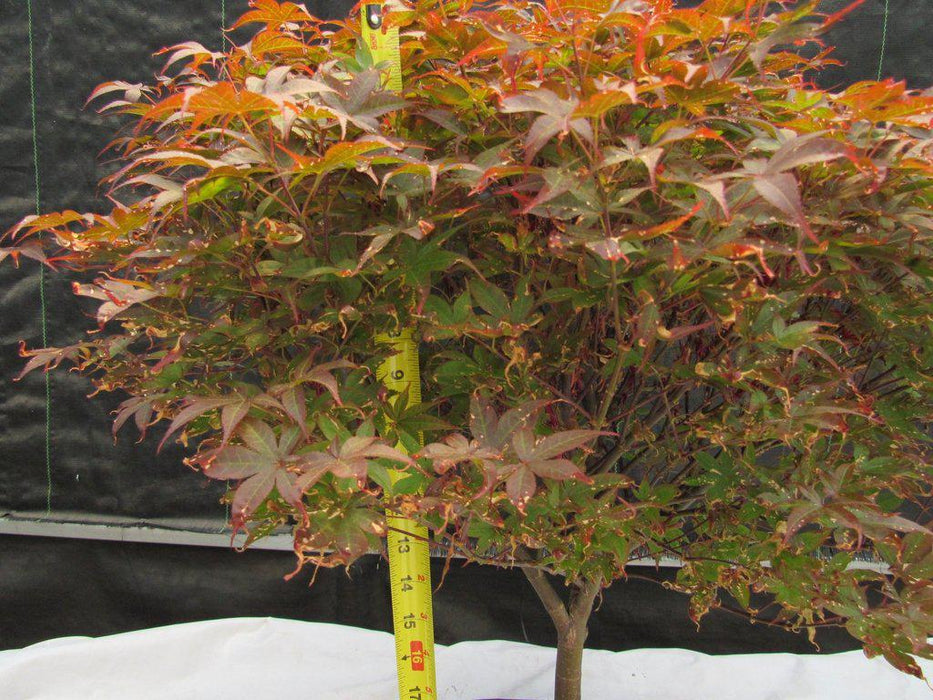 46 Year Old Rhode Island Red Japanese Maple Bonsai Tree Tall