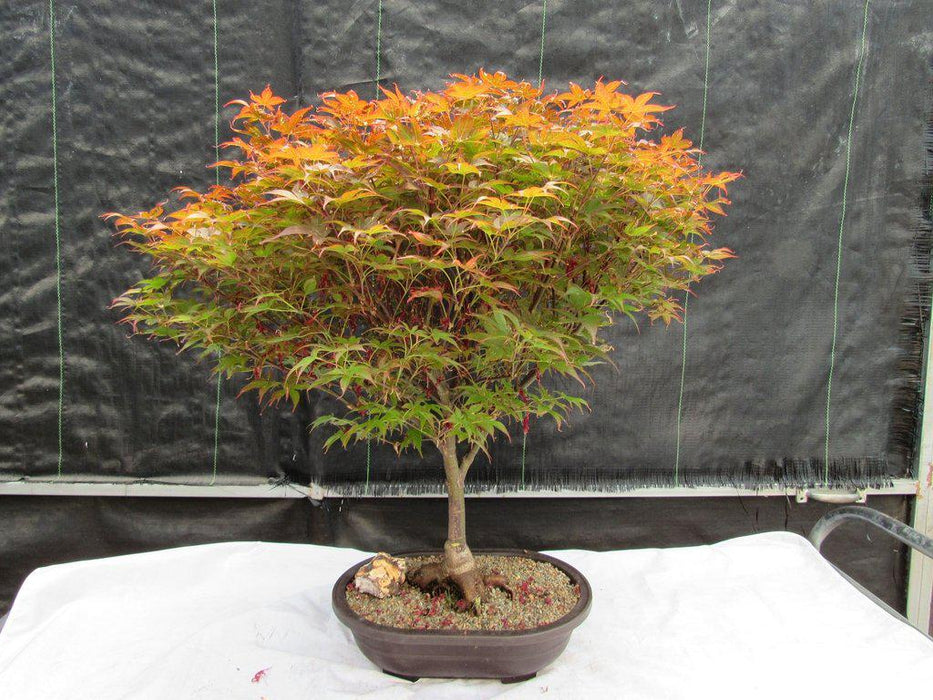 46 Year Old Rhode Island Red Japanese Maple Bonsai Tree Back