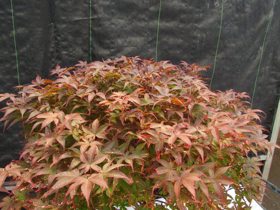 46 Year Old Rhode Island Red Japanese Maple Bonsai Tree Canopy