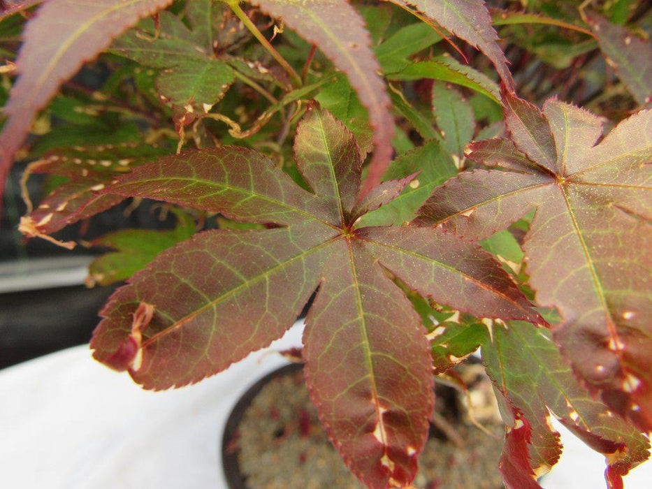 46 Year Old Rhode Island Red Japanese Maple Bonsai Tree Leaves