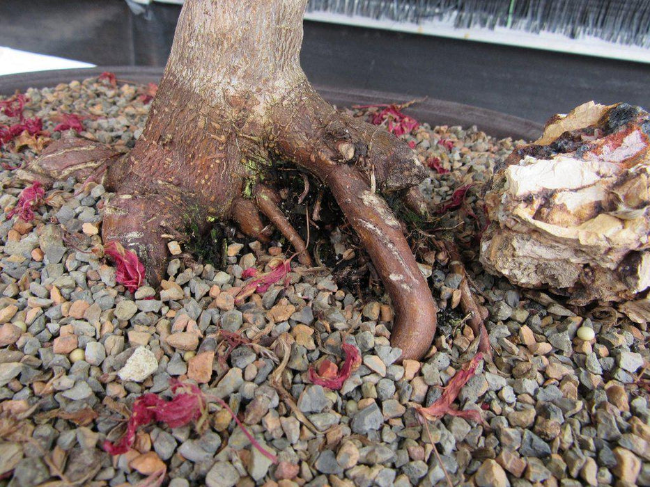 46 Year Old Rhode Island Red Japanese Maple Bonsai Tree Roots