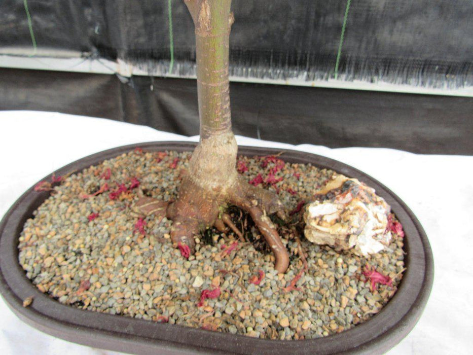 46 Year Old Rhode Island Red Japanese Maple Bonsai Tree Trunk