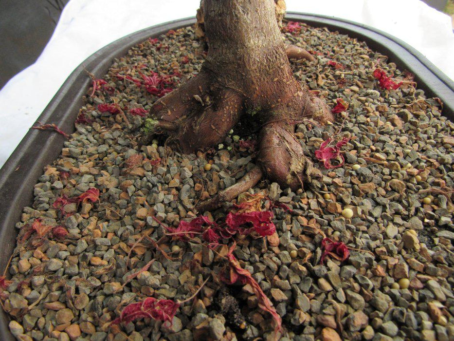 46 Year Old Rhode Island Red Japanese Maple Bonsai Tree Soil