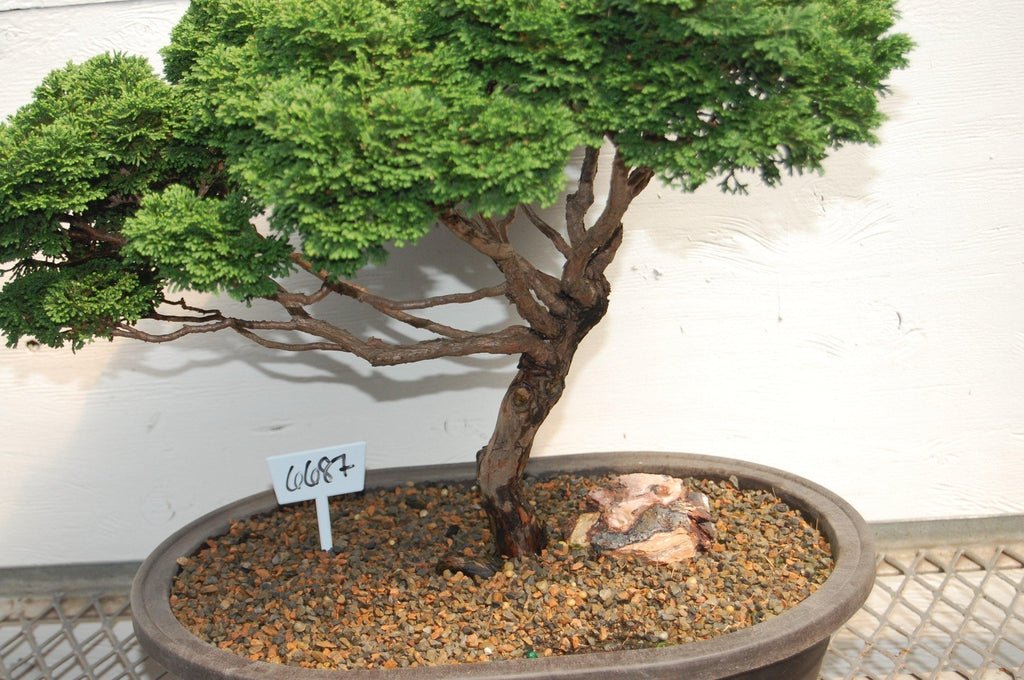 Windswept Dwarf Hinoki Cypress Specimen Bonsai Tree Trunk