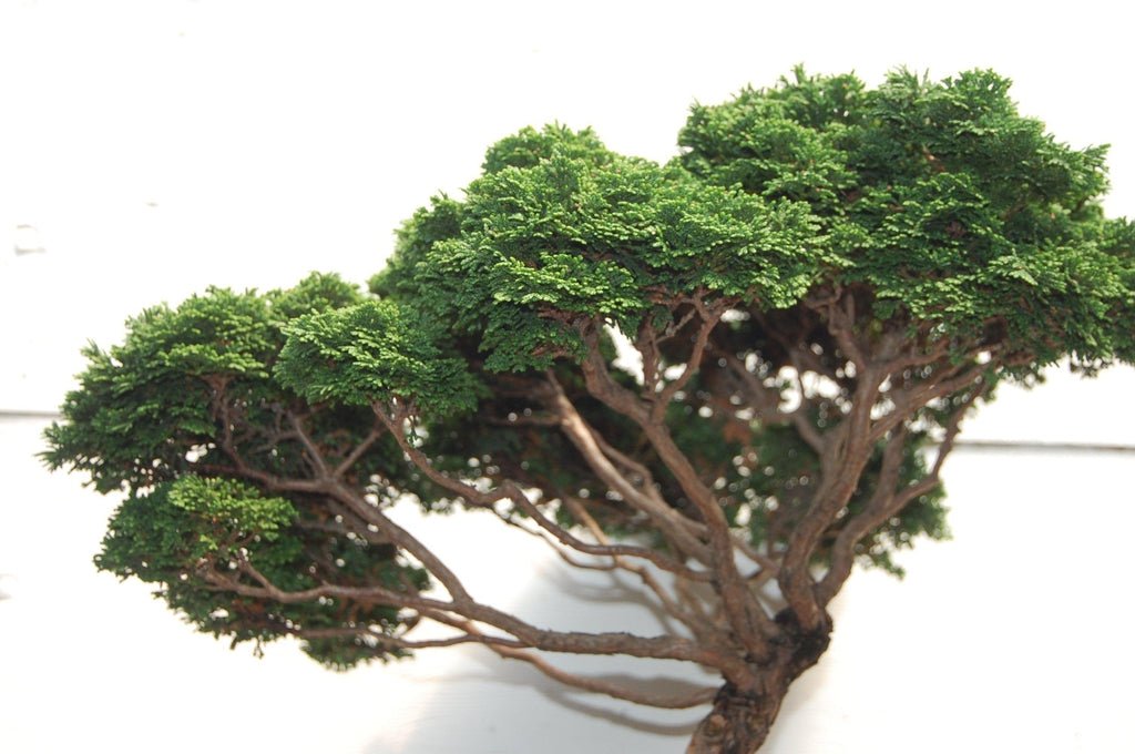 Windswept Dwarf Hinoki Cypress Specimen Bonsai Tree Leaves