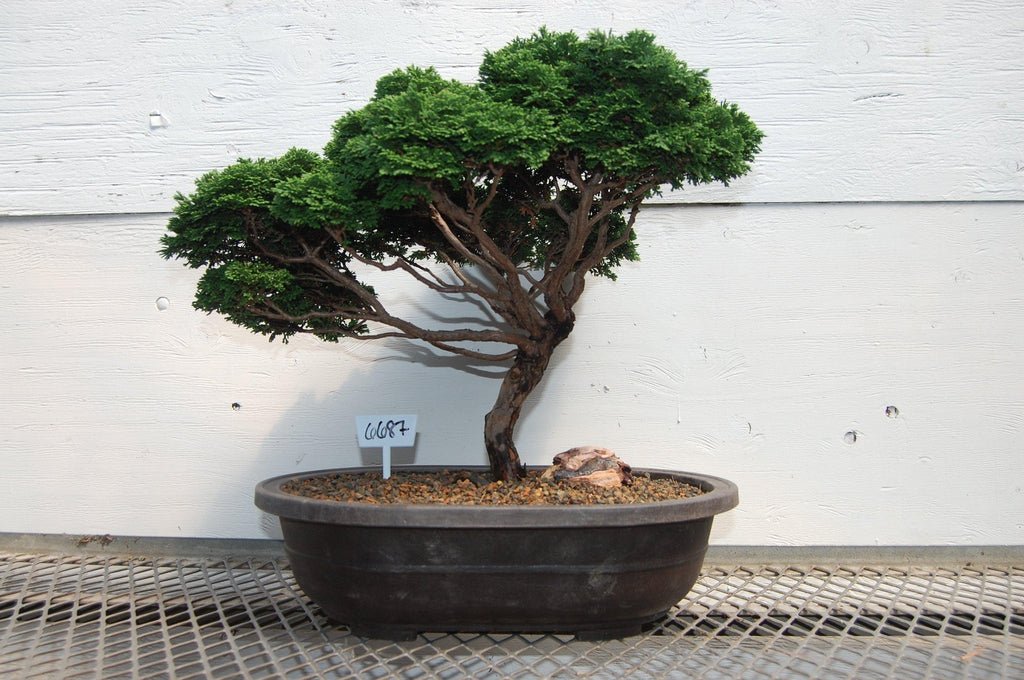 Windswept Dwarf Hinoki Cypress Specimen Bonsai Tree Pot