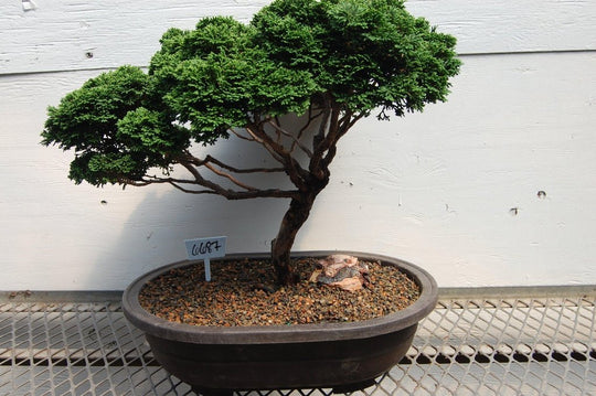 bonsai cypress trees 46 Year Old Windswept Dwarf Hinoki Cypress Specimen Bonsai Tree