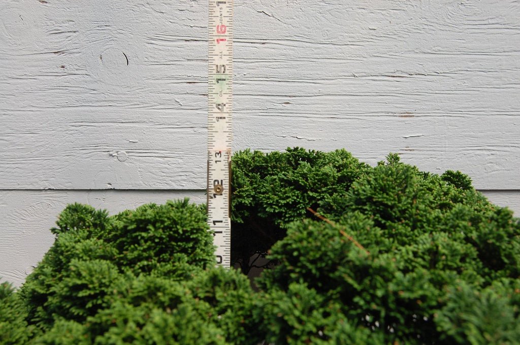 Windswept Dwarf Hinoki Cypress Specimen Bonsai Tree Height