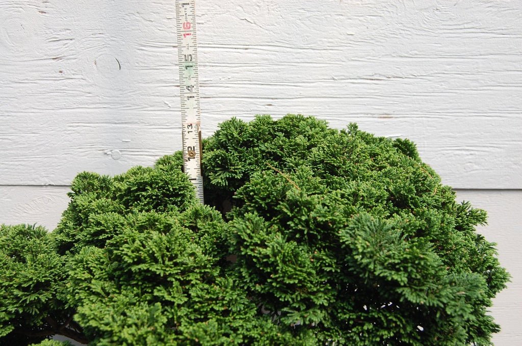 Windswept Dwarf Hinoki Cypress Specimen Bonsai Tree Canopy Height