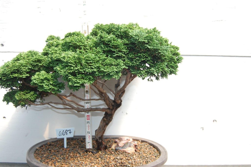 Windswept Dwarf Hinoki Cypress Specimen Bonsai Tree Profile