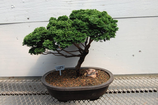Windswept Dwarf Hinoki Cypress Specimen Bonsai Tree