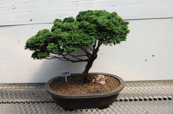 46 Year Old Windswept Dwarf Hinoki Cypress Specimen Bonsai Tree