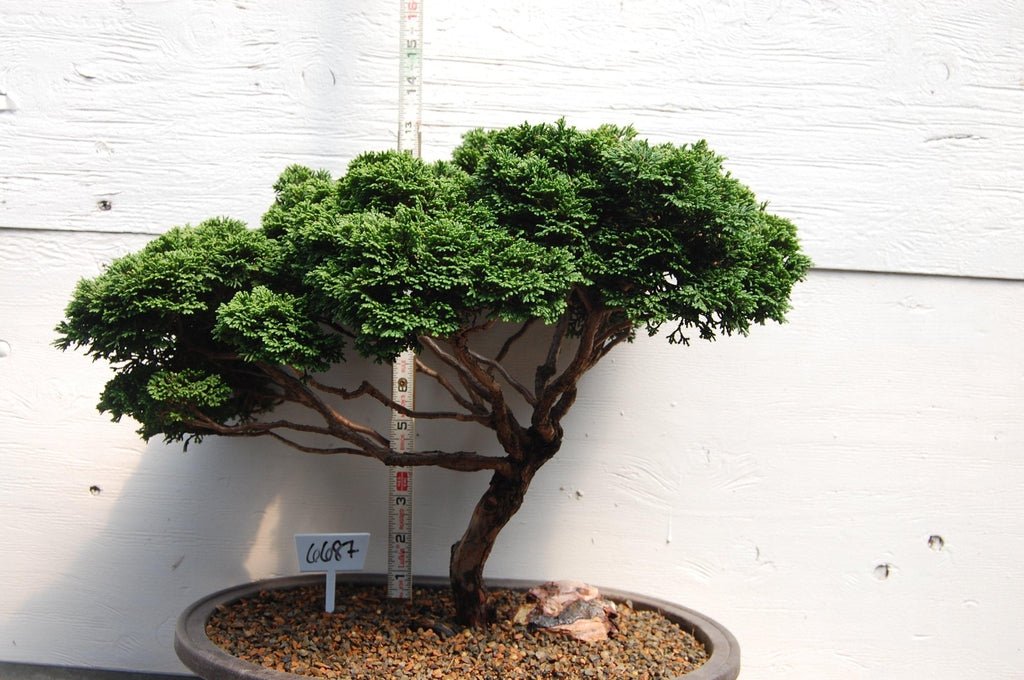 Windswept Dwarf Hinoki Cypress Specimen Bonsai Tree Size