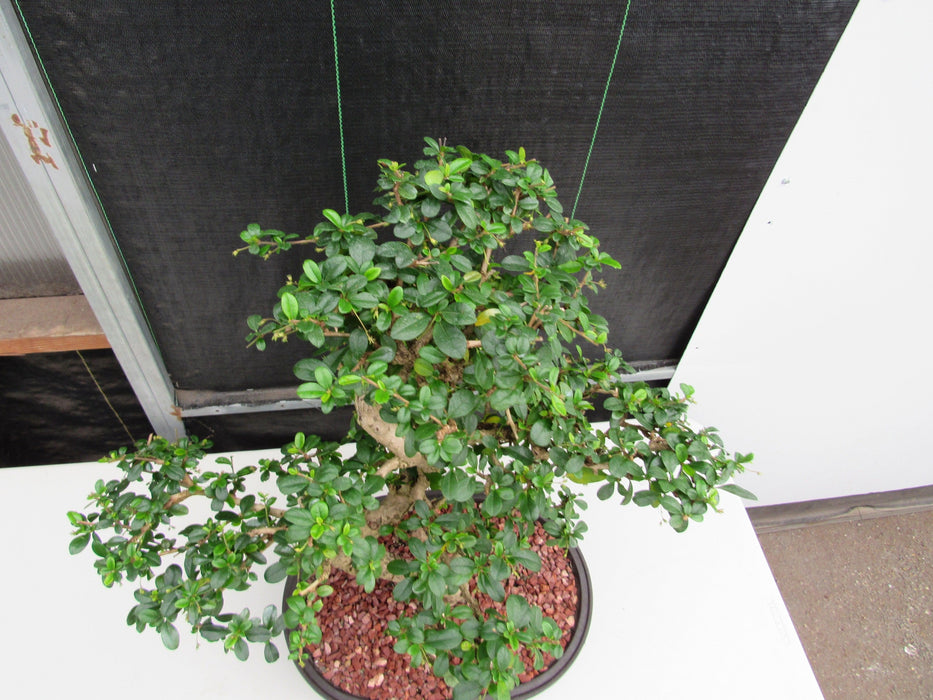 47 Year Old Flowering Fukien Tea Specimen Bonsai Tree - Curved Trunk Style Birds Eye