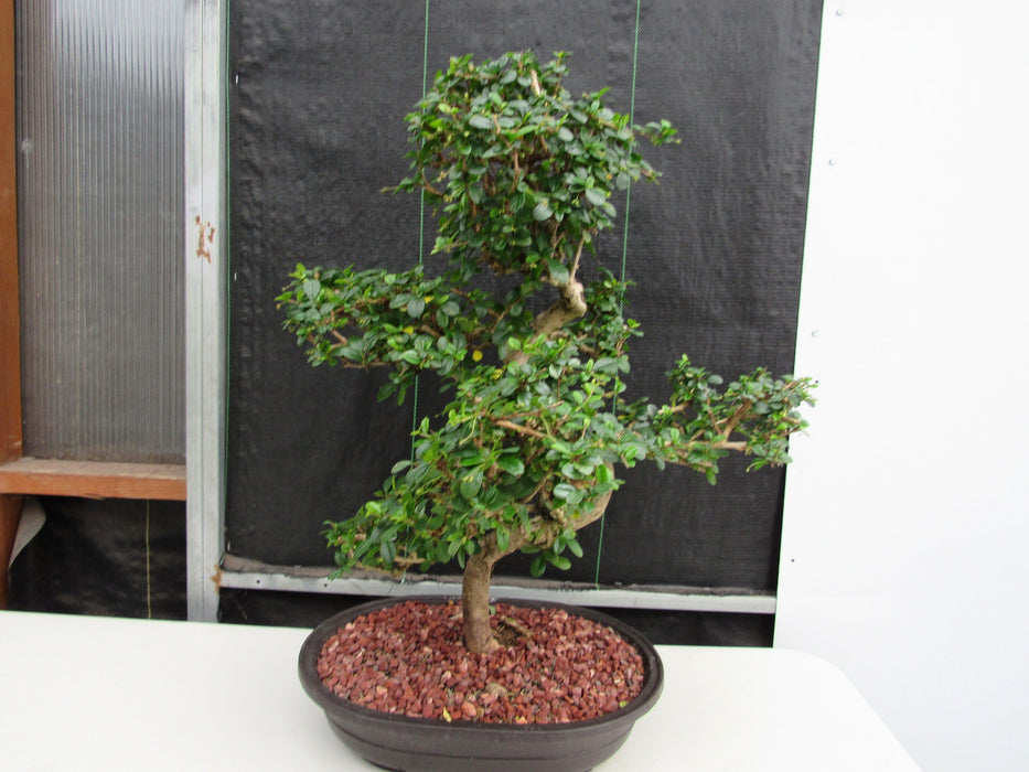 47 Year Old Flowering Fukien Tea Specimen Bonsai Tree - Curved Trunk Style Back